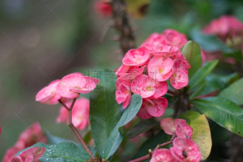 仅一朵花,芋泥,水平画幅,夜晚,无人,户外,植物,黎明,枝,地平线