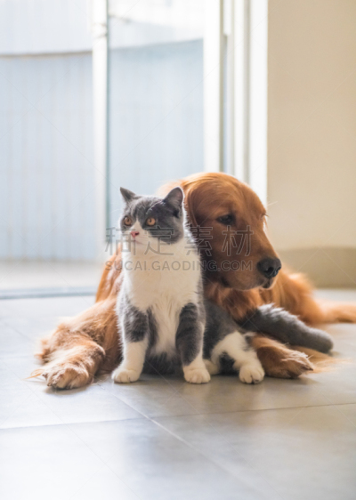 黄金,猫,短发,猎犬,可爱的,宠物,垂直画幅,室内,地板,图像