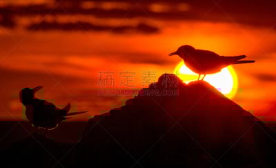 燕鸥,红色,家燕,天空,美,水平画幅,夜晚,鸟类,剪影,日落
