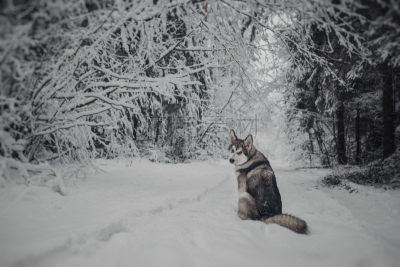 阿拉斯加雪橇犬,冬天,地形,小狗,爱斯基摩犬,雪橇犬,莱卡犬,水平画幅,雪,户外