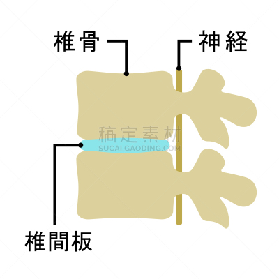 椎间盘,横截面,健康保健,侧面,简单,医疗图,绘画插图,日本,神经系统,身份