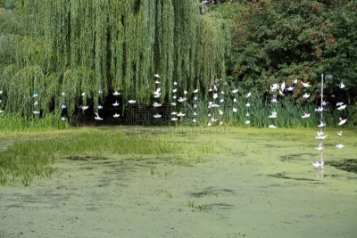 浮萍,池塘,自然,水,水平画幅,绿色,地形,无人,夏天,户外