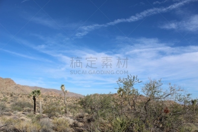 乔舒亚树国家公园,斯普利特岩灯塔,活力,精神启蒙,安静,韧性,沙漠,植物,自然荒野区,欢乐