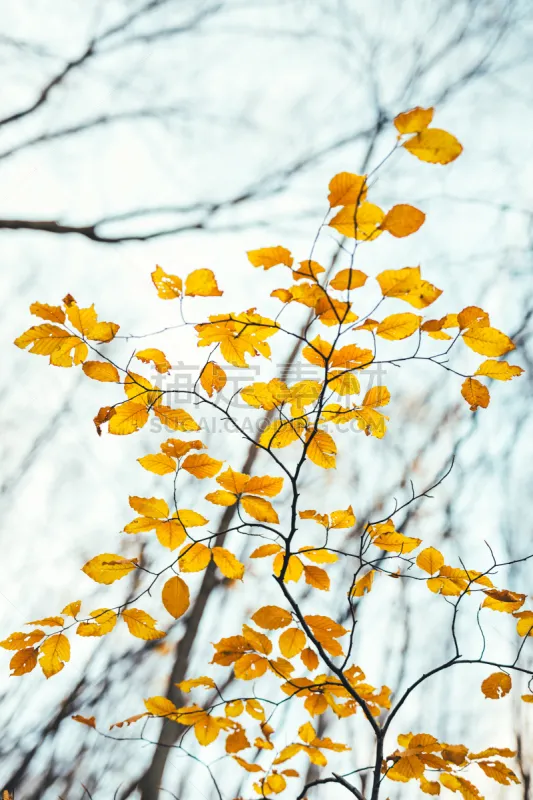 秋天 金色 叶子 森林 十月 橙色 枝繁叶茂 色彩鲜艳 自然美 背景图片素材下载 稿定素材