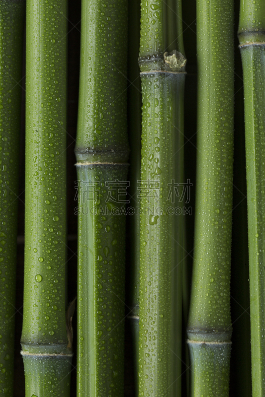 棍,背景,竹,湿,自然界的状态,植物,纹理,木制,影棚拍摄,满画幅