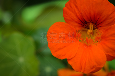 旱金莲花,动物鼻子,选择对焦,留白,水平画幅,无人,特写,仅一朵花,彩色背景,荧光灯