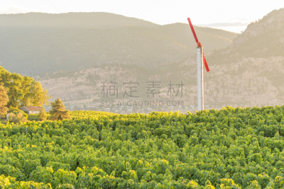 风力机,葡萄园,背景,山,农业,葡萄酒,风,云,黄昏,葡萄酒酿造