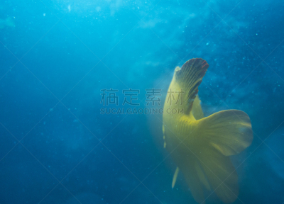 深红高雀鲷,水,厚的,圣塔卡特莱那岛,海藻灰,水平画幅,蓝色,水下,野外动物,夏天