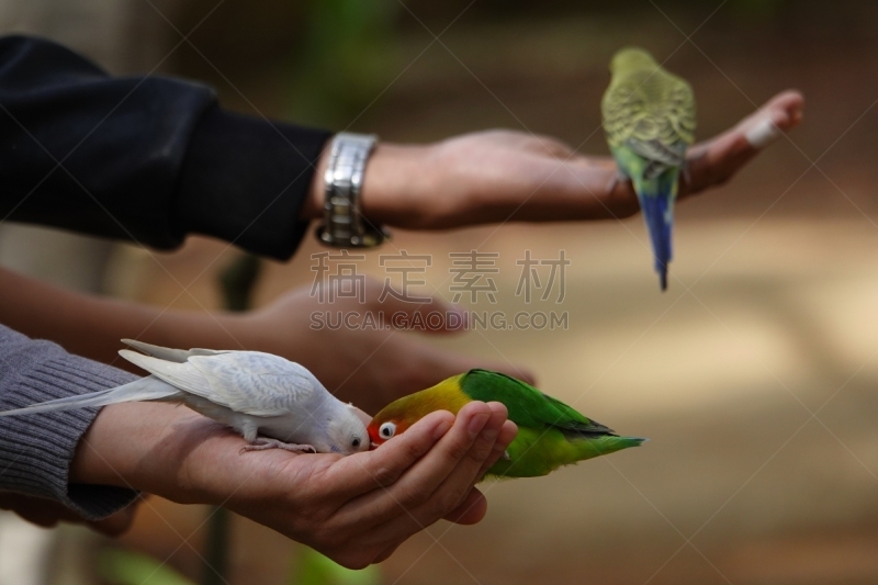 色彩鲜艳,鸟类,虎皮鹦鹉,鹦鹉,热带气候,肖像,爱情鸟,小的,动物,户外