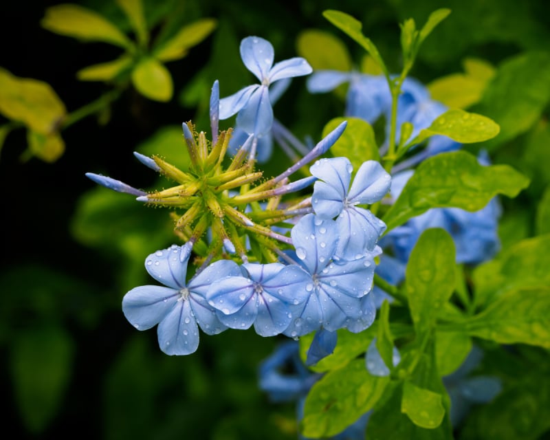 蓝茉莉,青绿色,长春花属,自然,动物园,图像,美国,花头,无人,植物预览效果