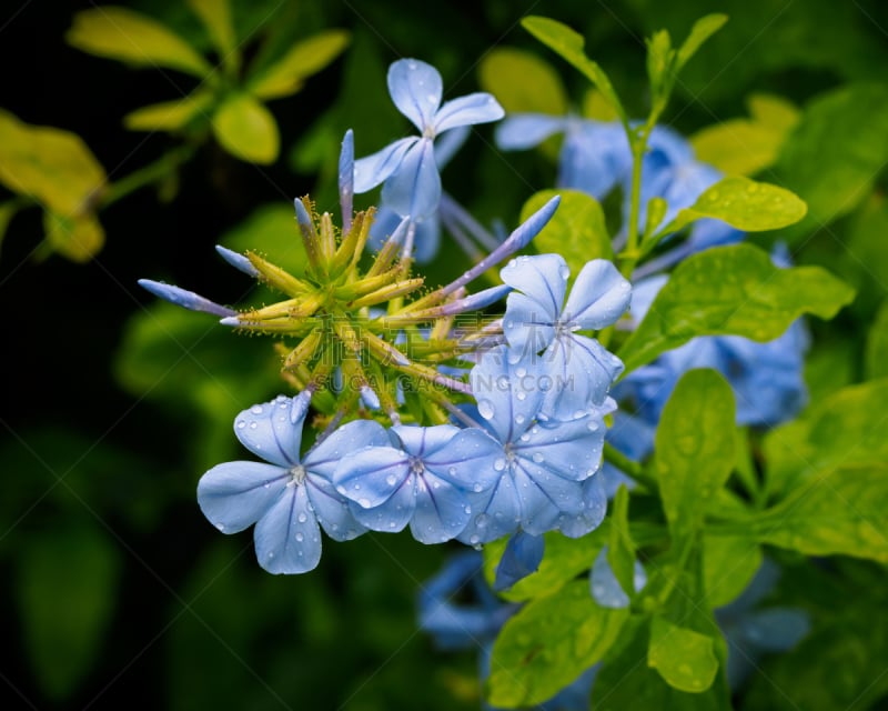 蓝茉莉,青绿色,长春花属,自然,动物园,图像,美国,花头,无人,植物