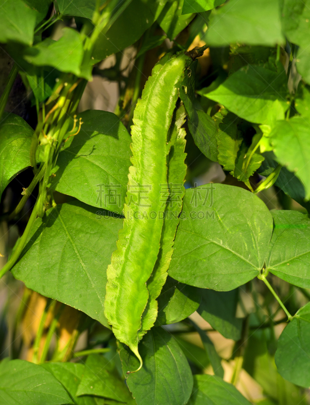 植物,清新,豌豆,绿色,芦笋,公主和比恩,有机食品,四角豆,垂直画幅,生食