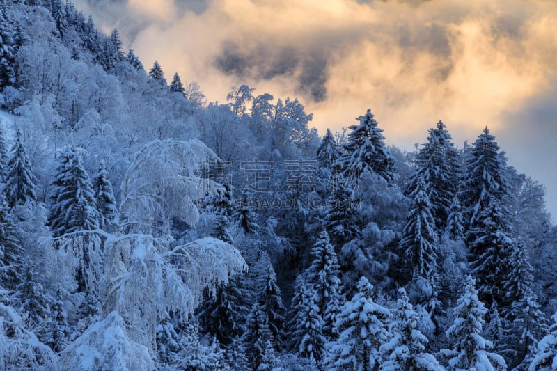 雪,早晨,云景,奥地利,云,松树,福拉尔贝格州,户外,白色,自然