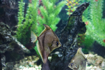 水族馆,鱼类,月鱼,翻车鱼,鱼类学,玻璃鱼缸,水,水平画幅,动物学,水下