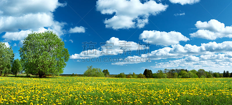 蒲公英,天空,田地,蓝色,周末活动,云景,环境,云,仅一朵花,公园