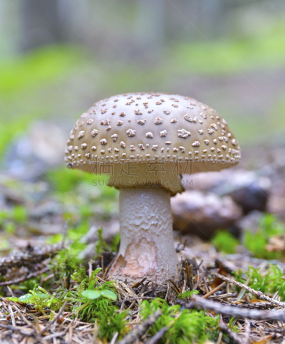 瓢蕈,垂直画幅,褐色,无人,苔藓,瓷样伞菇,户外,草,特写,超自然