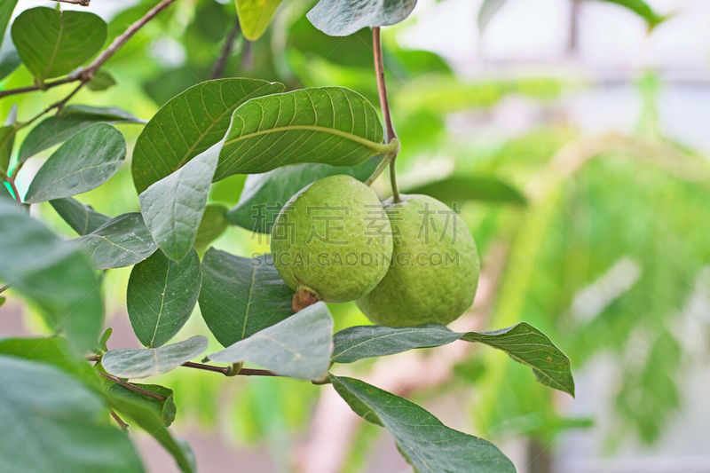 guava
グアバ