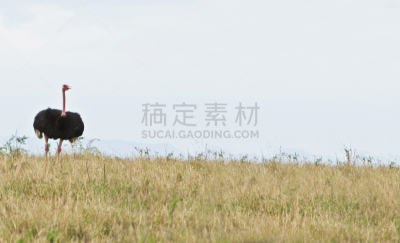 草,马撒伊鸵鸟,颈,家禽,野外动物,哺乳纲,灌木,恩格罗恩格罗保护区,世界遗产,动物迁徙