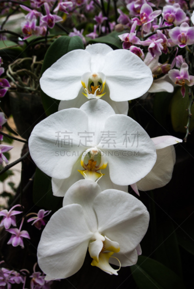 兰花,菜园,白色,自然美,单子叶植物,树兰亚科,圆锥花序植物,天门冬目,蝴蝶兰,自然