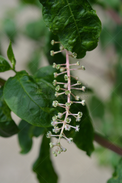 美洲商陆,美国,自然,垂直画幅,图像,克罗地亚,叶子,春天,无人,植物