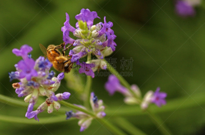 蜜蜂,熏衣草,嗡嗡响的,水平画幅,生物,无人,动物,英国,鲜花盛开,一个物体