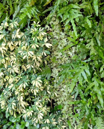 垂直画幅,有蔓植物,蕨类,围墙,皇后伞树,甘草蕨,攀缘植物,无人,常春藤,植物