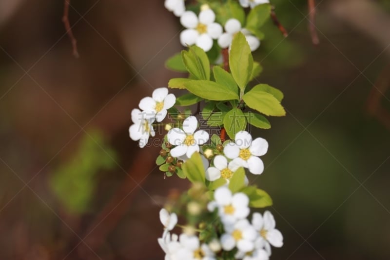 自然,季节,清新,脆弱,绣线菊,图像,美,枝,花瓣,叶子