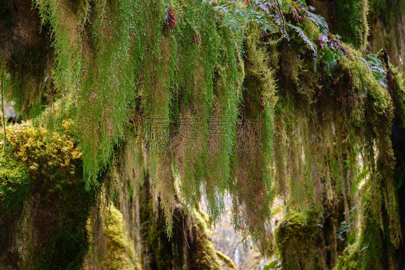 苔藓,纹理效果,特写,可可雨林,国际生物圈保护区,美国西加云杉树,西方铅笔柏,铁杉树,温带林,奥林匹克山脉