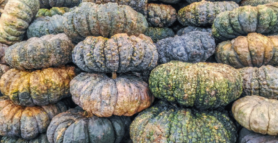 南瓜,清新,菜园,农民,欧洲赤松,β-胡萝卜素,眼罩,南瓜地,水平画幅,工厂