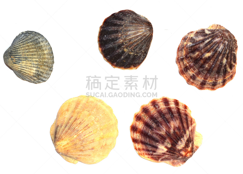 白色背景,贝壳,水平画幅,小的,海螺,软体动物,组物体,多帧影像,背景分离,螺线