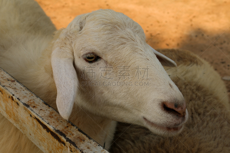 笼子,绵羊,动物围栏,水平画幅,可爱的,家畜,有机食品,羊圈,户外,幼小动物
