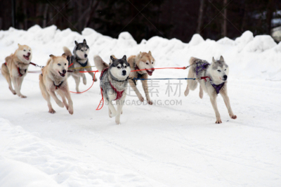 运动,动物雪车,体育团队,阿拉斯加雪橇犬,赛狗比赛,阿拉斯加,纯种犬,狗,哺乳纲,动物