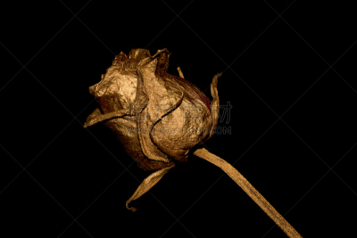 黄金,玫瑰,美,水平画幅,无人,野玫瑰,特写,黑色,仅一朵花,单茎玫瑰