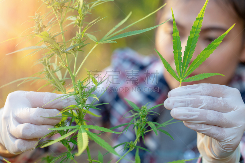 农作物,药,草药,生长,研究,花,准备