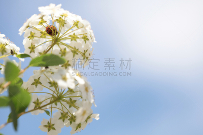 瓢虫,白色,灌木,巨型千里光,千里光,水平画幅,无人,夏天,组物体,盛开