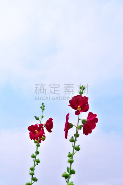 仅一朵花,垂直画幅,无人,东京,日本,江东区,特写,摄影,花
