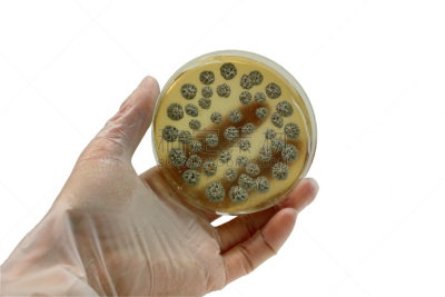 盘子,微生物,四肢,水平画幅,微生物学,青霉菌,白色背景,护手套,背景分离