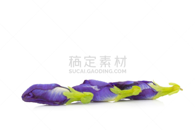 豌豆,蓝色,蝴蝶,白色背景,分离着色,热带鸟,美,水平画幅,无人,特写