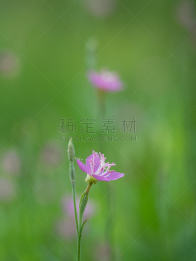 夜晚,田地,夏天,玫瑰,早晨,自然,垂直画幅,黄绿色,绿色,无人