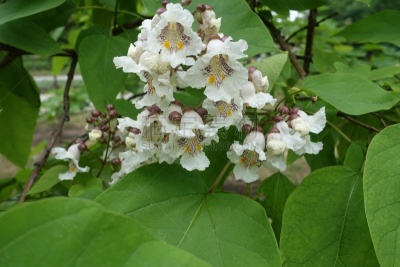 白色,叶子,圆锥花序植物,美,新的,水平画幅,枝繁叶茂,无人,户外,花蕾