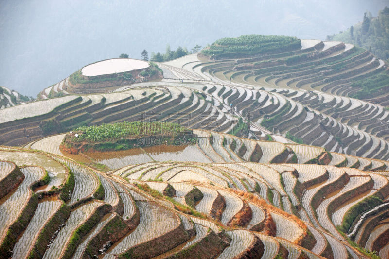龙脊梯田,广西壮族自治区,梯田,稻,中国,壮族,瑶族,苗族,龙胜,阳朔