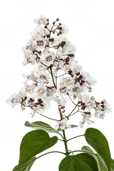 花朵,白色背景,分离着色,雪茄,自然,垂直画幅,太空,美,无人,巨大的