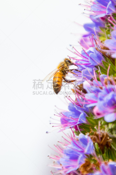 蜜蜂,开花植物,大特写,紫色,活力,动物主题,清新,南加利福尼亚,环境,圣迭戈县
