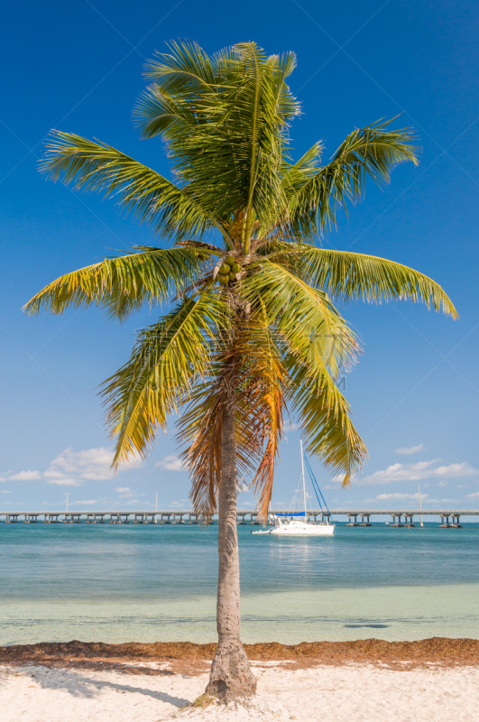 bahia honda key,游艇,海湾,佛罗里达群岛,珊瑚岛,月桂树叶,垂直画幅,天空,沙子,早晨