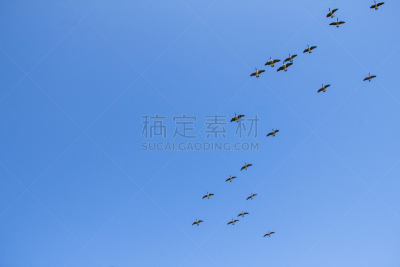 天空,加拿大黑雁,自由,野生动物,云,翅膀,加拿大,动物群,动物,丘陵鹅