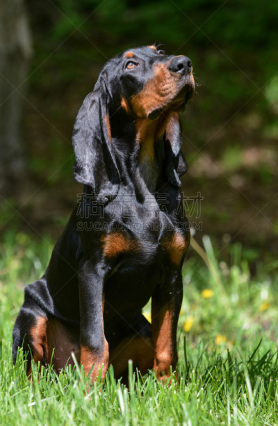 户外,狗,垂直画幅,宁静,面部表情,小狗,草,猎犬,犬科的,哺乳纲