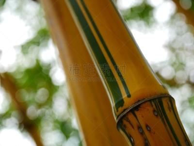 金竹,越南,清新,热带气候,环境,泰国,草类,公园,春天,树干