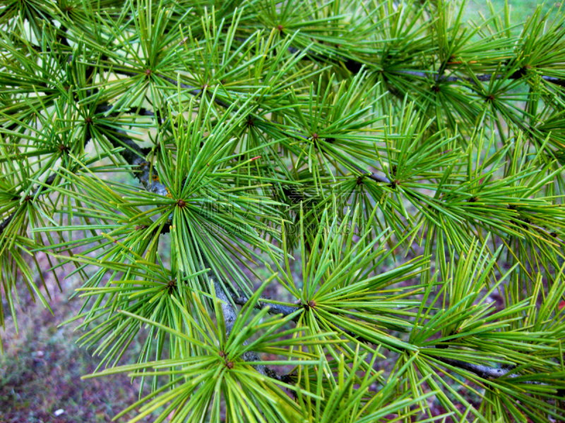 松树,安诺新州州立保护区,美,水平画幅,圣诞树,特写,植物,冬天,松科