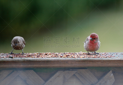 雌性动物,雄性动物,雀科,家雀,自然,野生动物,水平画幅,鸟类,种子,摄影