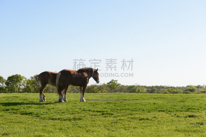 草,马,田地,自然,褐色,草地,水平画幅,无人,蓝色,巨大的